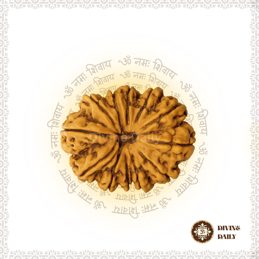 12 Mukhi Lab Tested Rudraksha