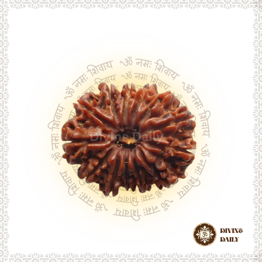 13 Mukhi Lab Tested Rudraksha