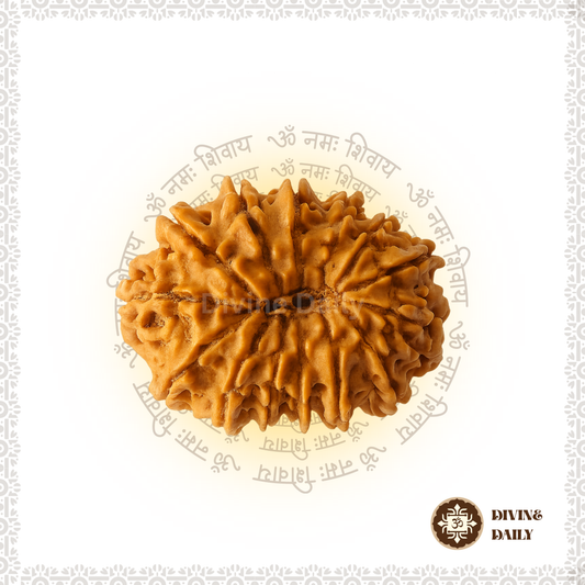 14 Mukhi Lab Tested Rudraksha