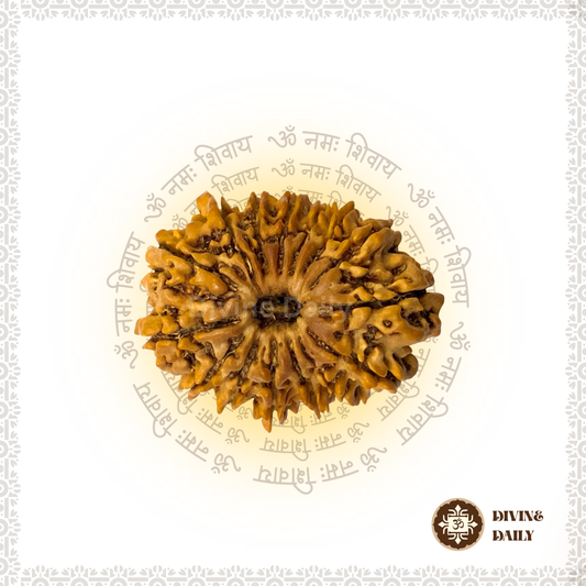 15 Mukhi Lab Tested Rudraksha