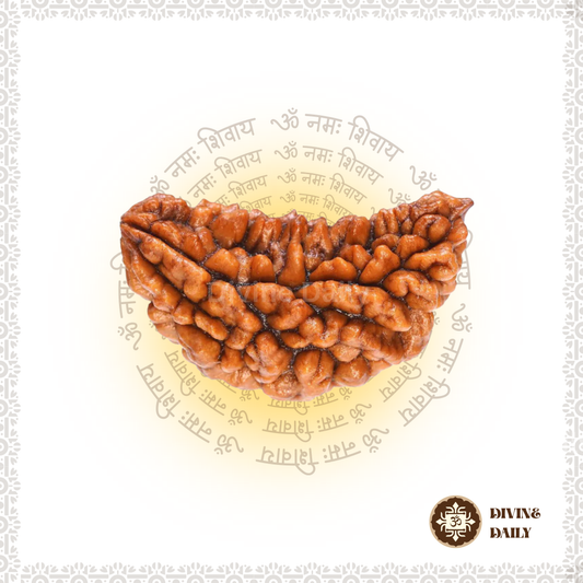 01 Mukhi Lab Tested Rudraksha