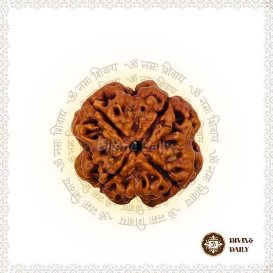 04 Mukhi Lab Tested Rudraksha